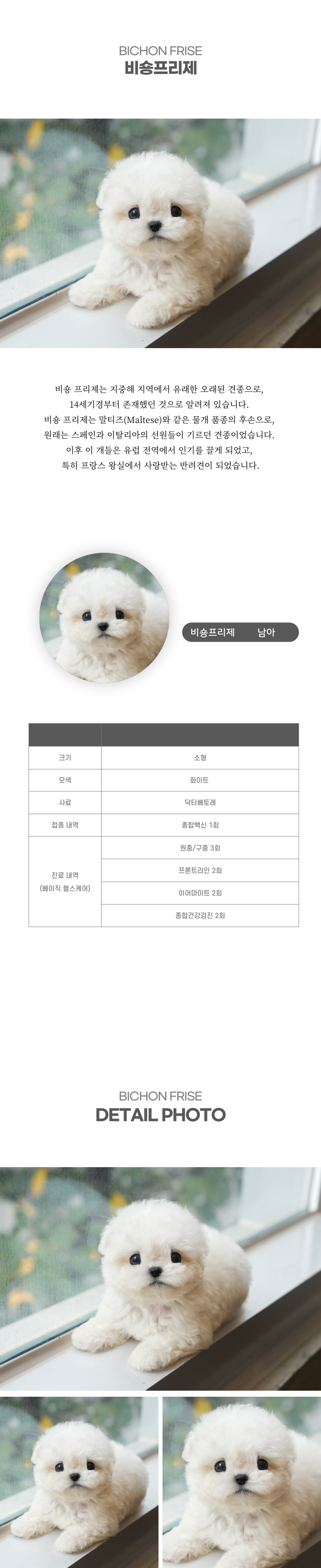 미니비숑_상세이미지_2